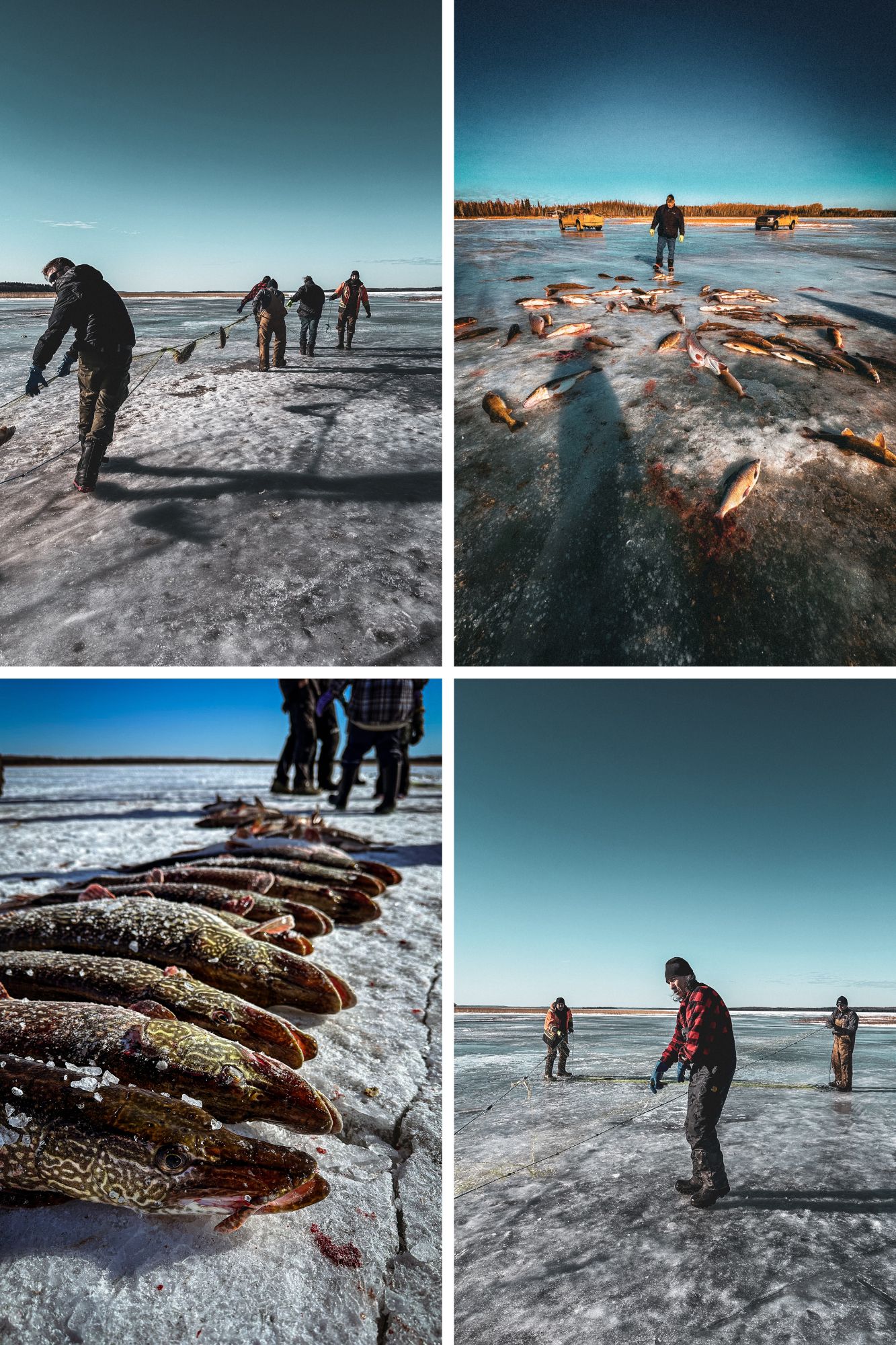 A photo collage containing four (4) related images, showing members of the Chipewyan Prairie First Nation in Northeastern Alberta, as they collect freshwater fish from Lake Winnefred. In the top left square of the collage, men lined up in a row pull on a fish-filled net. In the top right square, a man stands on ice, overlooking many fish. The bottom left image is of a row of fish on the frozen out lake and on the bottom right is an image of three (3) men tugging on the net.